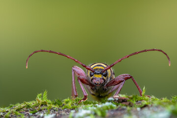 a longhorn beetle - Plagionotus detritus