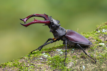 a beetle called Lucanus cervus