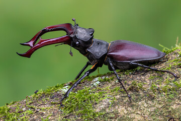 a beetle called Lucanus cervus