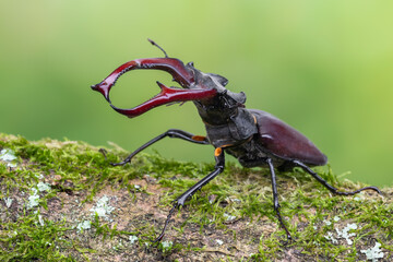 a beetle called Lucanus cervus