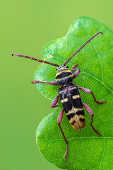 a longhorn beetle - Plagionotus detritus