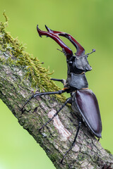 a beetle called Lucanus cervus
