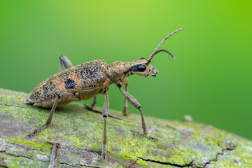 a longhorn beetle - Rhagium mordax