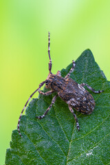 a longhorn beetle - Mesosa nebulosa