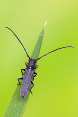 a longhorn beetle - Phytoecia cylindrica