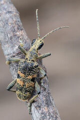 a longhorn beetle - Rhagium mordax