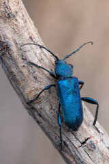 a longhorn beetle - Callidium violaceum