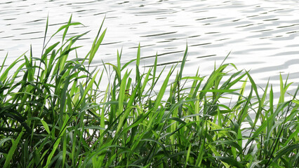 Fototapeta premium Landscape with grass plants growing by the lake