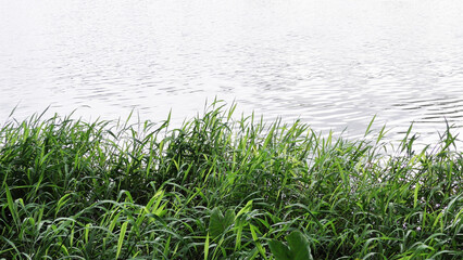 Fototapeta premium Landscape with grass plants growing by the lake