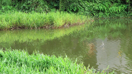 Obraz premium Landscape with grass plants growing by the lake