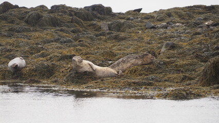 This image showcases four seals comfortably resting on a seaweed-covered shore, providing a serene moment near the water's edge in a natural habitat.