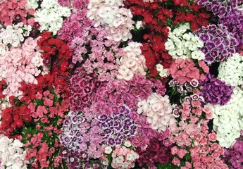 pink and white flowers