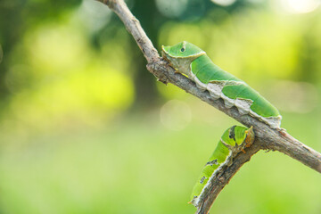 Caterpillar of common mormon butterfly walking on a small twig