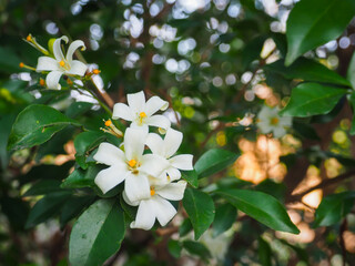 Beautiful white flowers in the garden at home, natural freshness