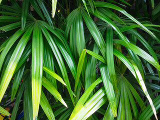 Close-up of leaves in the garden for a refreshing rainy season nature background.