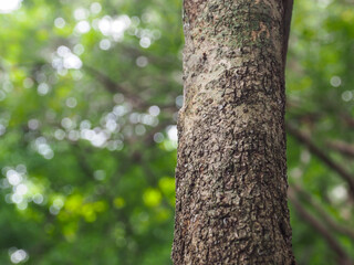 Close-up tree texture in forest area copy space about nature