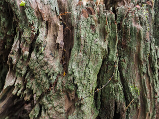 Close-up tree texture in forest area copy space about nature