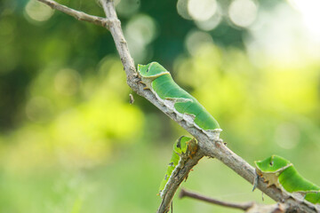 Caterpillar of common mormon butterfly walking on a small twig