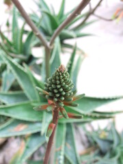 Fototapeta premium aloe flower