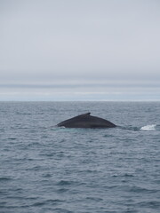 Naklejka premium A whale's back breaks the surface of the calm ocean, showing a slight curve and hint of the dorsal fin as the mammal swims gracefully through the expansive and tranquil waterscape.