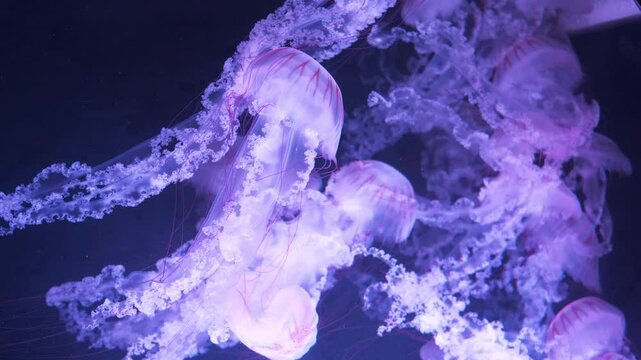 Beautiful pink jellyfishes swims submerged. Medusas swims underwater