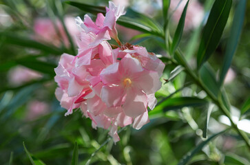 Pink oleander flowers
