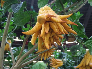 Citrus Buddha's hand