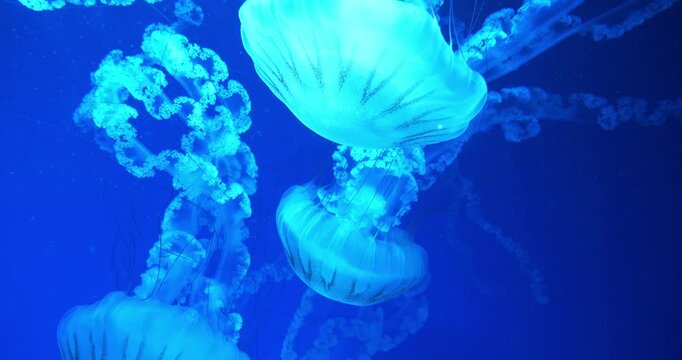 Slow Motion Medusas swims underwater. Jellyfishes swims in big aquarium. Beautiful jellyfish swim in an aquarium under different colors of lighting