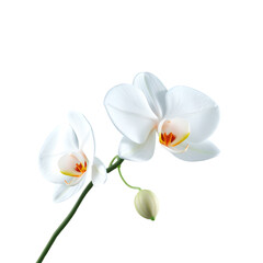 Obraz premium Orchid with Delicate Petals on Transparent Background
