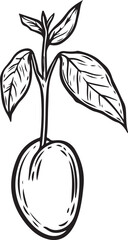 Engraved avocado sprout growing from the seed vector illustration.