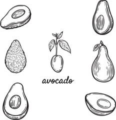 Avocado head set line drawing isolated on white background.