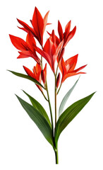 PNG Red flowers and green leaves in daylight