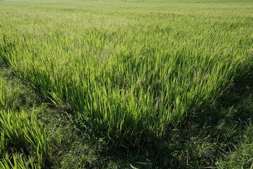 verdant rice fields in the tropics. rice that thrives, this plant is a producer of grains of rice which is the staple food of most of the population of Asia. Oryza Sativa. morning dew stuck to this. 