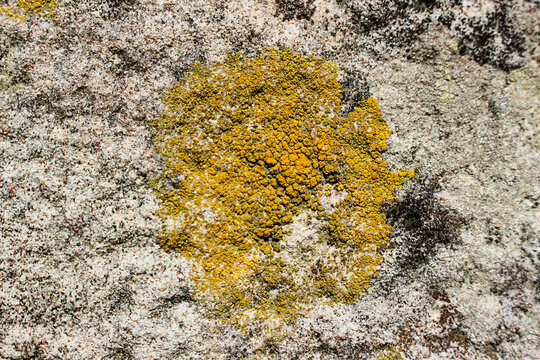 Texture, surface of an old stone covered with moss, xanthoma
is a genus of lichens
, a genus of lichens of the Teloschistaceae family.