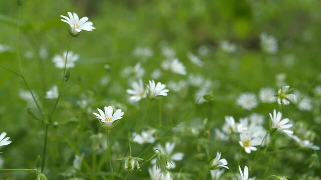 Beautiful white spring flowers grow in clearing in wood. Chickweed stellaria