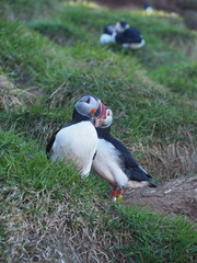 Two vibrant puffins with brightly colored beaks perch comfortably on the lush green grass, showcasing the natural beauty and charm of these unique seabirds.