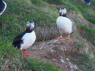 Two puffins with vivid beaks stand on a grassy slope, their black and white plumage contrasting beautifully with the greenery, embodying companionship and natural beauty.