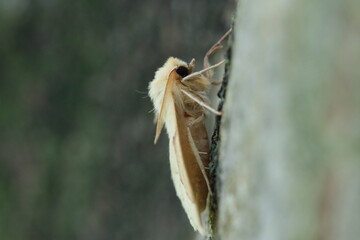 moth