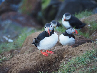 Puffins resting on the cliffside, surrounded by lush greenery, displaying their calm nature and unique markings in a picturesque outdoor environment under soft lighting.