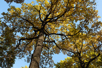 Autumn landscape with blue sky, bottom view. Background of autumn- forest for publication, poster, screensaver, wallpaper, postcard, banner, cover, post. High quality photo