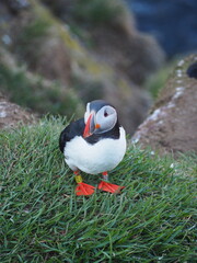 A close-up shot of a puffin standing on grassy terrain, highlighting its distinctive colorful beak and detailed feathers, captured in a vibrant, lively outdoor setting.