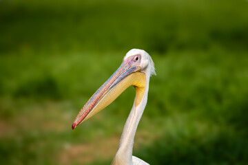 Pelecanidae | Close-up of a pelican