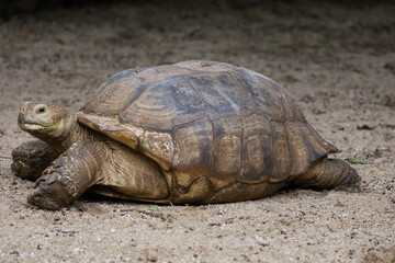 Close up Sulcata tortoise in the garden at thailand