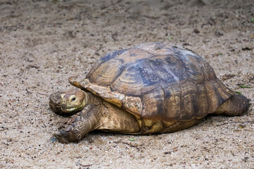 Close up head Sulcata tortoise in the garden at thailand