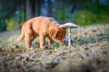 Nova scotia duck toller retriever puppy dog first day in the wild sneezing mushroom