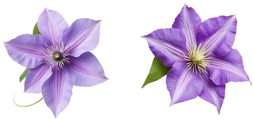 Delicate Lavender Blooms: A pair of Clematis flowers, showcasing their intricate detail and vibrant violet hues, isolated on transparent background.