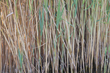 Obraz premium A close-up of the tall reeds in an outdoor pond, their long leaves and thin stalks creating intricate patterns