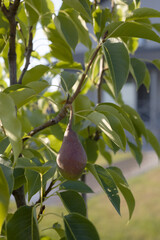 Pears growing on a branch with green leaves in the garden outdoors