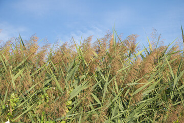 Fototapeta premium In the blue sky, tall grasses of sorghum and corn grow on both sides of an African river in subtropical Africa