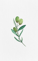 olive leaves in watercolor